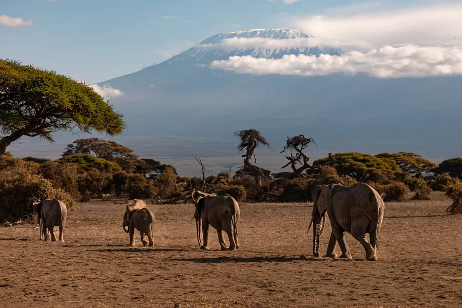 Elefanti nel parco di Amboseli con il Kilimanjaro sullo sfondo, in Kenya