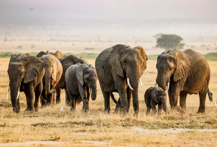 Elefanti nella savana dello Tsavo Est, in Kenya
