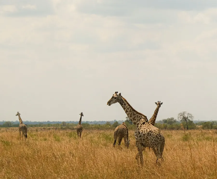 Giraffe nella pianura del Serengeti