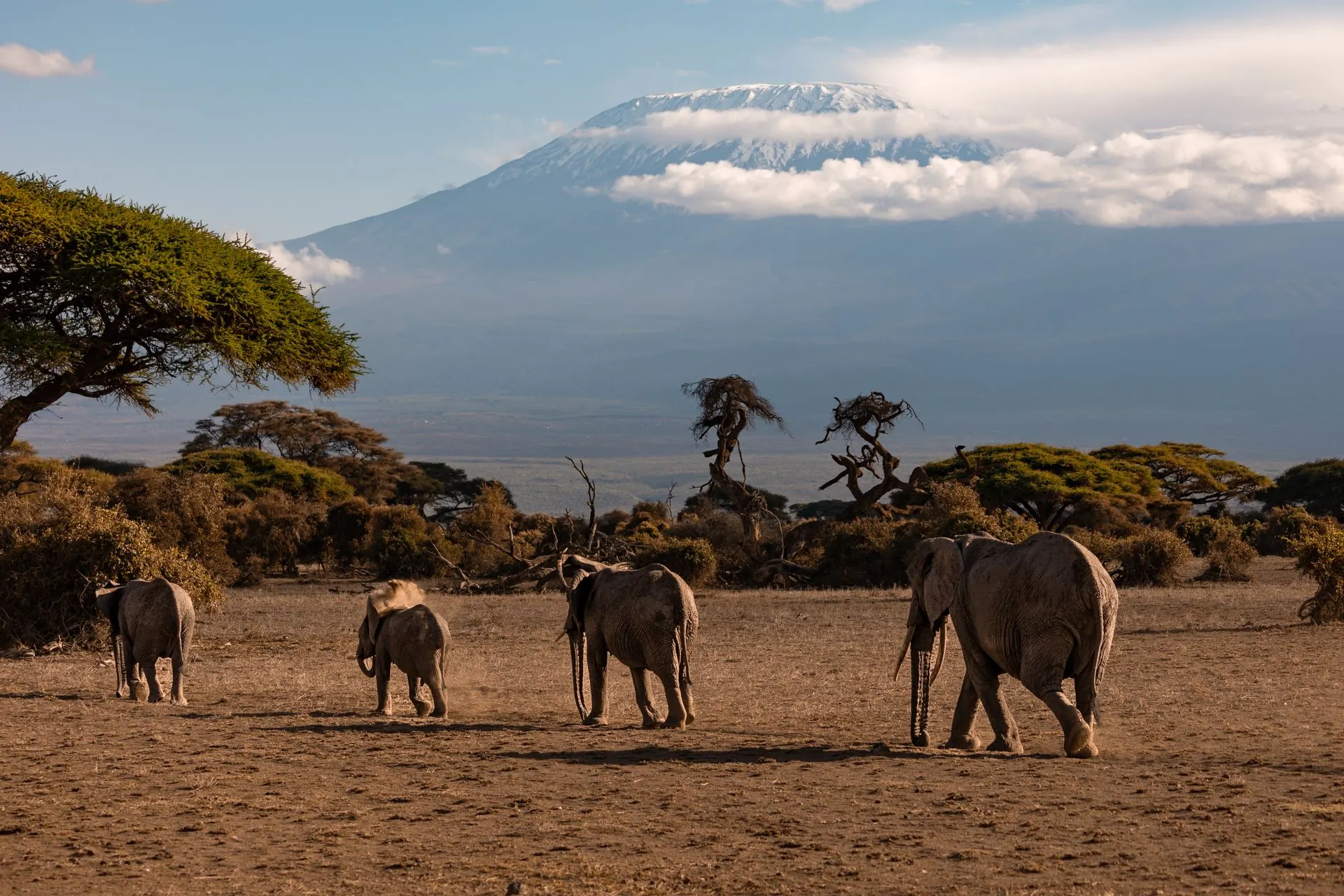 Elefanti nel parco di Amboseli con il Kilimanjaro sullo sfondo, in Kenya