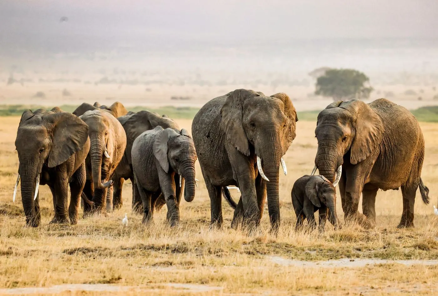 Elefanti nella savana dello Tsavo Est, in Kenya