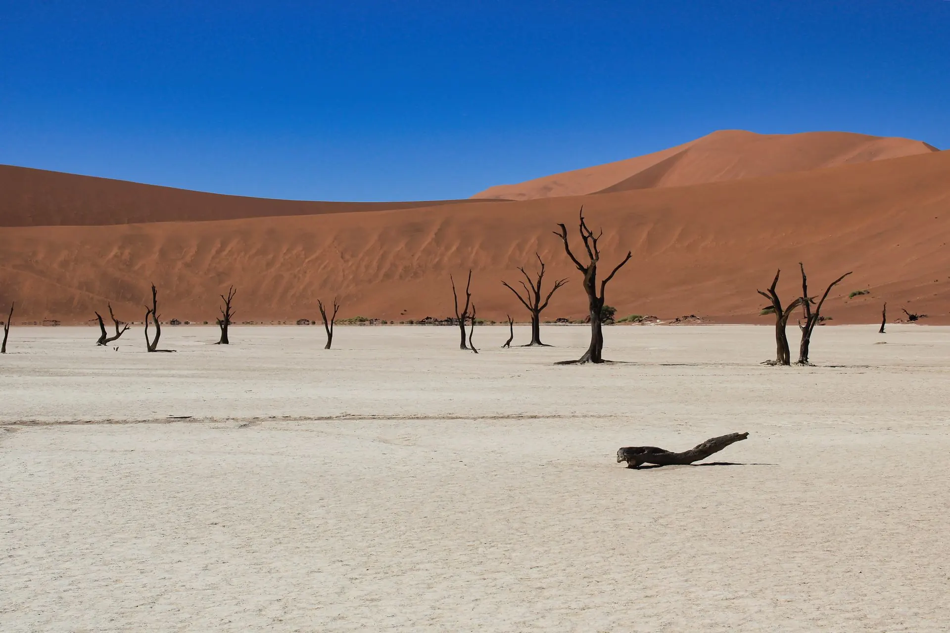 Alberi secolari nella piana bianca di Deadvlei, tra le dune rosse del Sossusvlei in Namibia