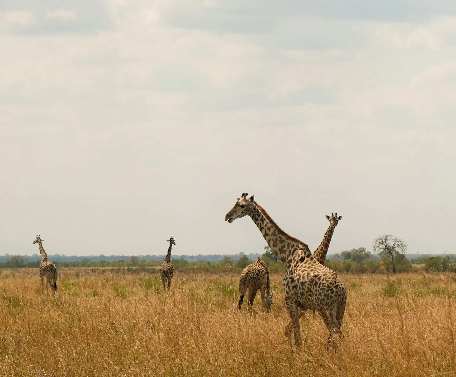 Giraffe nella pianura del Serengeti